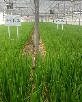 溫室綠肥水稻新品系(右)與臺南 11 號 ( 對照品種 ) 生育狀況