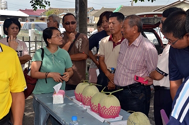 黃圓滿副研究員向農友說明洋香瓜新品種臺南 13 號品種特性