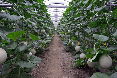 建立有機洋香瓜生產技術 