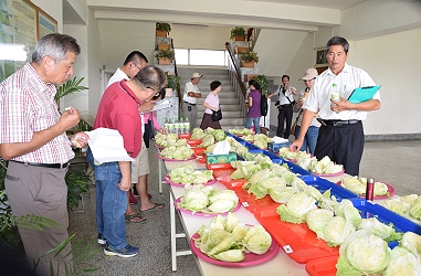 葉球品質及風味評鑑