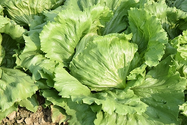 冠軍－長生種子有限公司長生 50 號