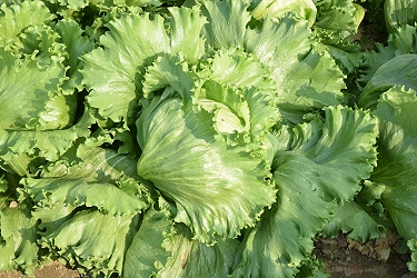 亞軍－農友種苗股份有限公司 EX-8380 