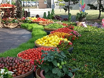 很多消費者驚呼第一次看到這麼多色系的番茄 