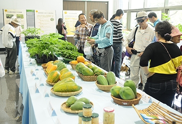 木瓜展示平台展出試驗研究機關多年研發成果