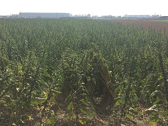 示範田區生育情況