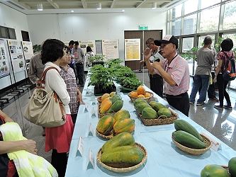 木瓜新品種果實展示區，鳳山試驗分所人員解答民眾提問