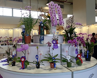 於各組參賽花中激烈競爭後脫穎而出的大獎花專區