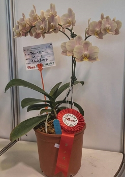 花色特殊、色調柔和的粉藕色花 Tainan Pride ’97-35-1’ 獲中小花組第二獎