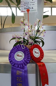 唇瓣菱形、短梗多花並帶有清香的繽紛小花同時獲得第二獎與新花優秀獎，光榮登上大獎花展示台 