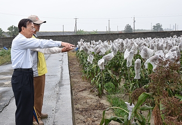 陳文德副主委視察朴子分場高粱試作田，游添榮分場長解說新品系生育表現
