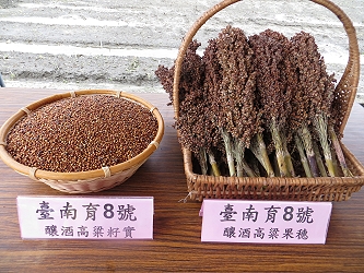 台南育 8 號之籽實及果穗