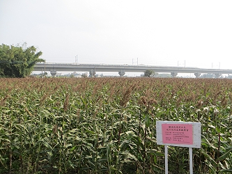 1 月上旬因週邊田區無其他作物且又鄰近樹林，整區遭鳥害嚴重， 高粱籽實幾乎全被吃光