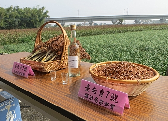 台南育 7 號之籽實、果穗及委託金酒公司釀造之高粱酒成品