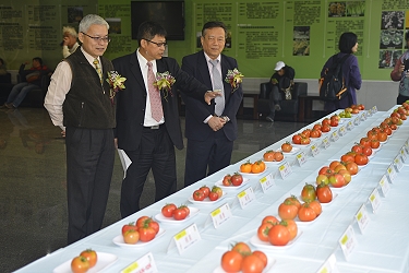 44 個大果番茄品種展示，有特別的橘色、粉紅色，也有傳統的黑柿及 37 個牛番茄系統展示