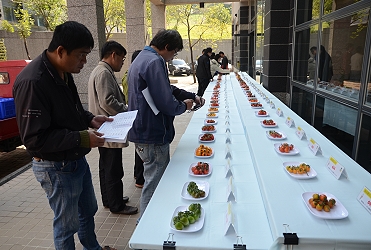 56 種小果番茄品種果實展示，有橙色、暗紅色、綠色及紅色等