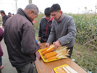 農友觀看硬質玉米臺南育 29 號
