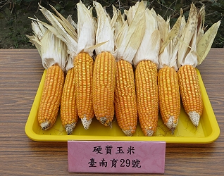 硬質玉米臺育 29 號果穗 