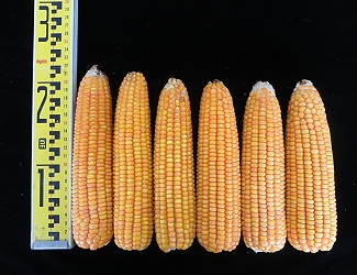 新品系臺南育 29 號果穗充實飽滿，產量穩定