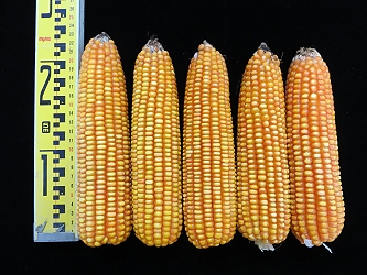 新品系臺南育 29 號果穗充實飽滿，中早熟特性適合水旱田輪作利用