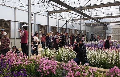 風鈴花栽培溫室現場觀摩，農民參與踴躍，反應熱烈