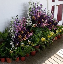 觀摩會會場到處可見以風鈴花為主題的花藝設計