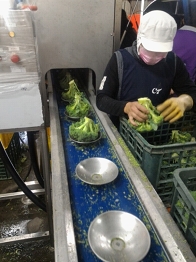 人工放置青花菜於載盤