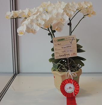 本場已登錄之優良品系‘Tainan White’ 獲得大會小花組第二獎 