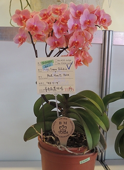 本場參賽的獨特萬代蝶蘭，花朵橘紅亮麗，得到臺灣蘭花產銷發展協會銅牌獎殊榮