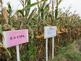 臺南育 29 號觀摩會鹽水試驗田區