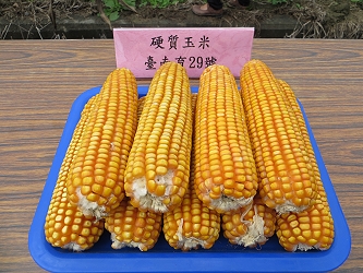 中早熟優良硬質玉米新品系臺南育29號