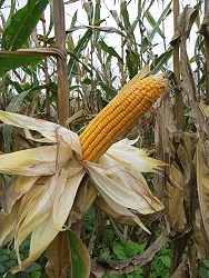 中早熟優良硬質玉米新品系臺南育29 號