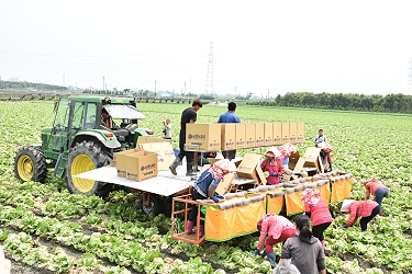 麥寮果菜生產合作社應用拖車平台進行不落地作業示範