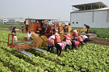 新湖合作農場應用輸送帶作業母機進行不落地作業示範