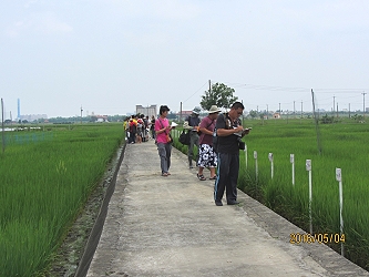 水稻田間觀察及紀錄不同品種之生育形態
