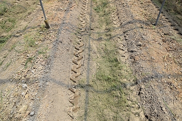 母莖碎化後枝條碎化混入土中