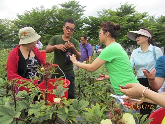 農場人員解說秋葵的採收標準