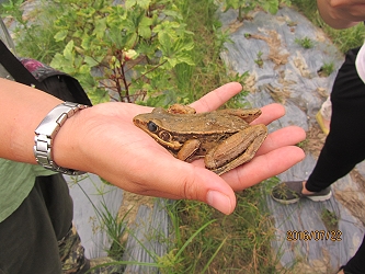 秋葵田發現貢德氏赤蛙的蹤跡
