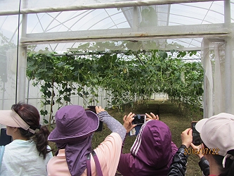 學員們好奇地拍下蛇瓜的生育現況