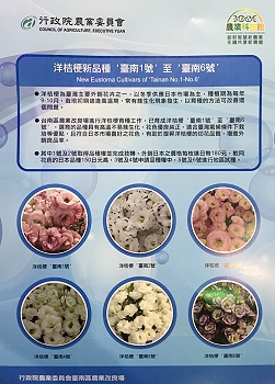 參展項目－洋桔梗臺南 1 ～ 6 號