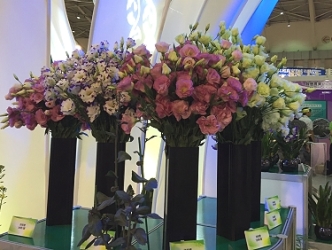 參展項目－洋桔梗臺南 1 ～ 6 號