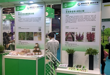 本場研發成果落花生臺南 18 號、紫羅蘭臺南 1 號及 2 號 