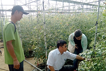 王仕賢場長觀察小果番茄葉面積，給予青農張偉哲施肥建議