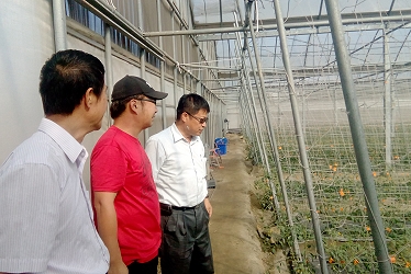 青農章嘉宏向場長請教小番茄栽培管理技術