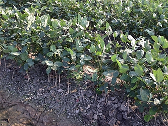 大豆災後復耕管理良好