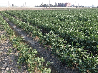 大豆災後復耕管理良好