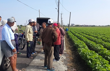 大豆栽培示範觀摩會田間現場 