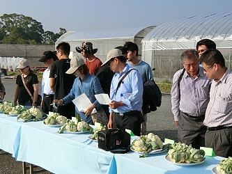 大家對花球特性品頭論足