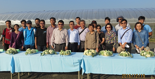 參與花椰菜品種交流會的各家業者