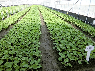 利用噴灌方式種植的葉菜類生長狀況良好， 12 月 4 日定植， 12 月 25 日採收