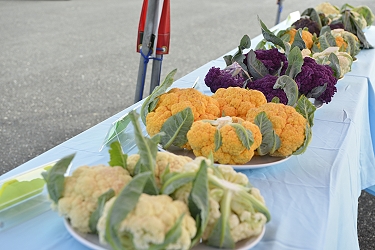彩色花椰菜顏色鮮豔成為全場主角